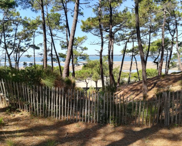 Banc d'Arguin Bassin d'Arcachon